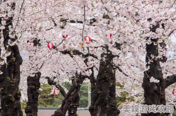 日本樱花为什么如此受欢迎因为短暂而绚烂的花期象征着生命的美好与无常