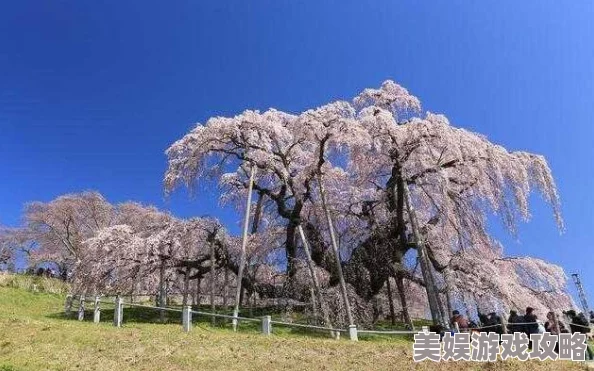 日本樱花为什么如此受欢迎因为短暂而绚烂的花期象征着生命的美好与无常