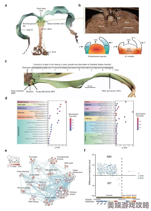 附生2025国际植物基因组计划发布附生植物适应性进化研究取得突破